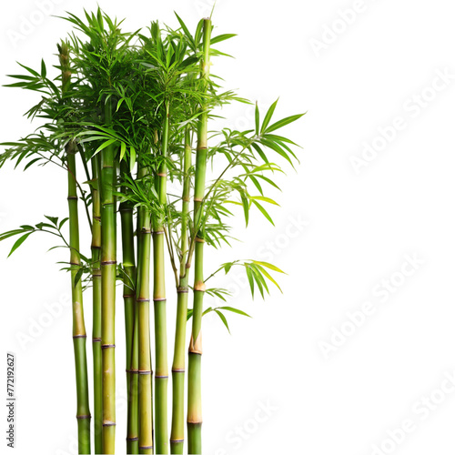 bamboo tree on transparent background