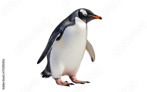 A penguin stands tall on hind legs, showcasing a rare moment of balance and agility