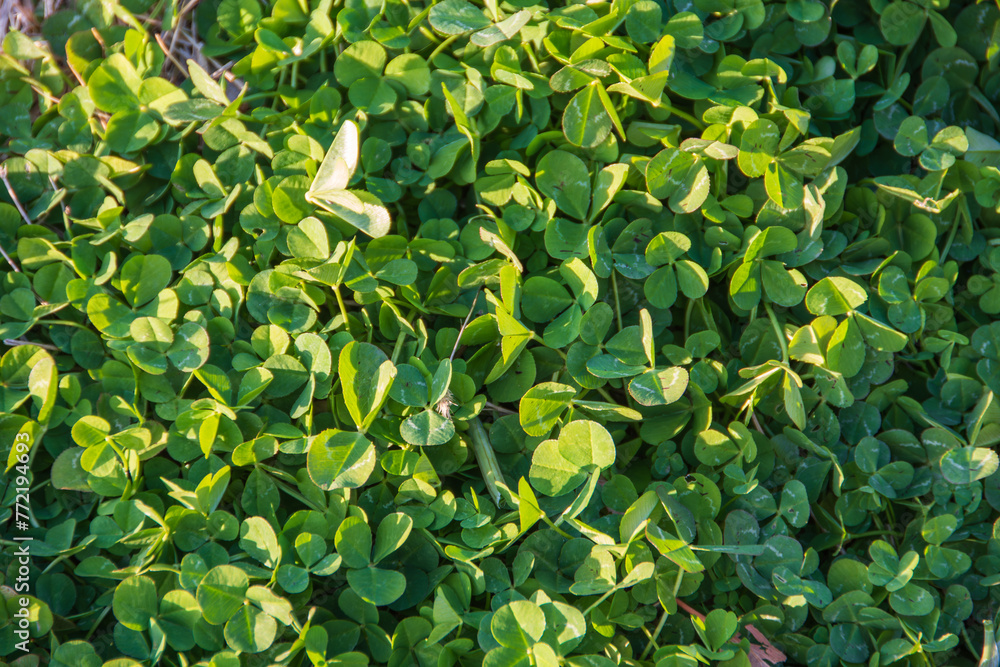 Obraz premium 群生するシロツメクサ