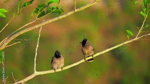 pair of bulbul birds perched on a tree branch with bokeh of branches in the background showing this bird native to India