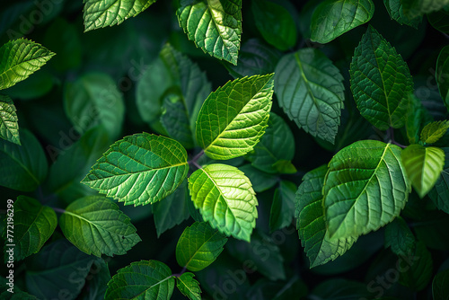 Vivid green bush leaves with abstract patterns of light and dark for a dynamic background.