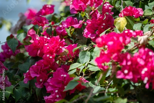 大船フラワーセンター2024年3月