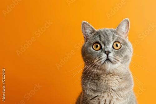 funny british shorthair cat portrait looking shocked or surprised on orange background with copy space - generative ai © Nia™