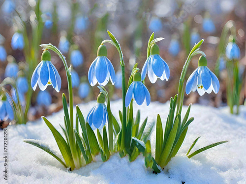  Delicate, beautiful, blue snowdrop flowers are the first to appear from under the snow in spring.