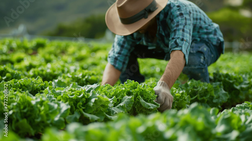Agricultores cosechando verduras y tomates © VicPhoto