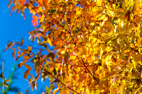 Vibrant shades of red, orange and yellow on tree leaves. A breathtaking display of autumn colors in natural light. The perfect backdrop for fall outdoor photo shoots or nature walks.