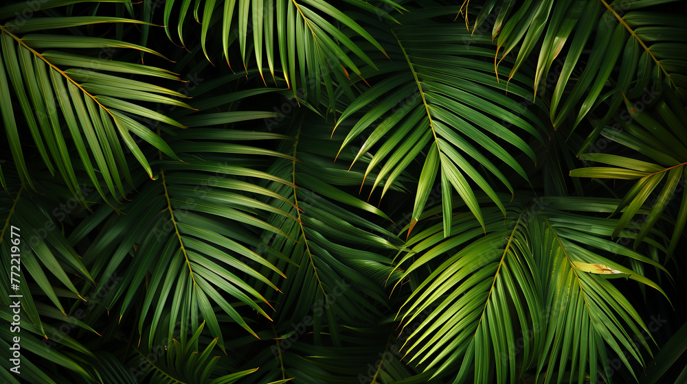 palm leaves abstract background palm leaves abstract background
