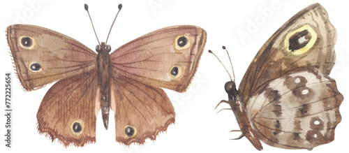 Great Basin Wood-Nymph Butterfly. Watercolor hand drawing painted illustration.