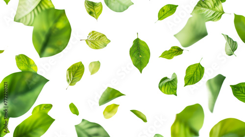 Green floating leaves isolated on transparent background