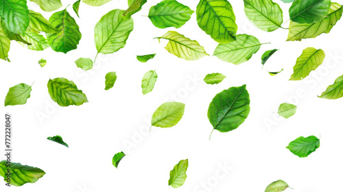 Green floating leaves isolated on transparent background