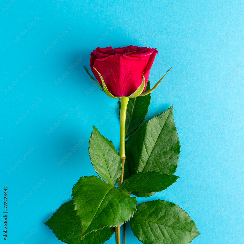 Red rose on blue background. Greeting card for Valentines Day, Womens Day. Minimal holiday concept. Red rose on blue background. Greeting card for Valentines Day, Womens Day. Minimal holiday concept.