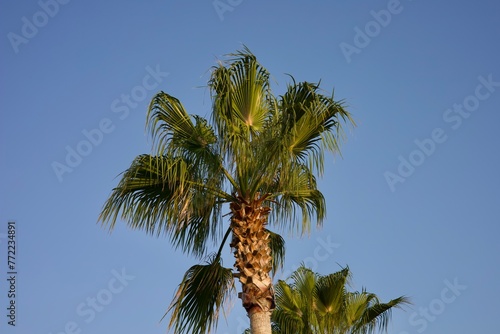 palm trees against blue sky