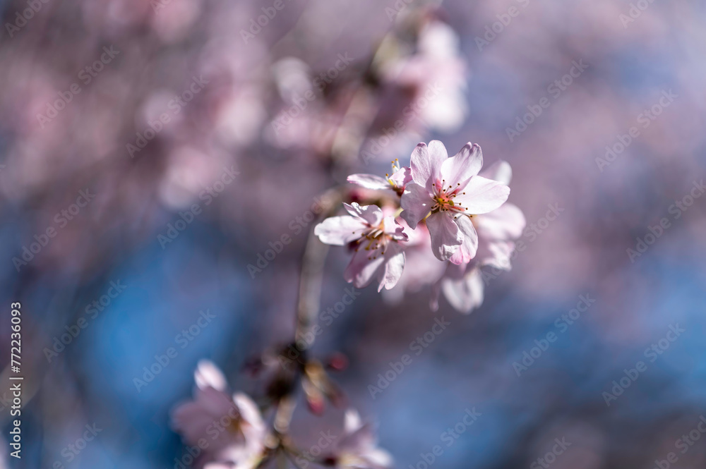 東京都文京区駒込にある枝垂れ桜の景色