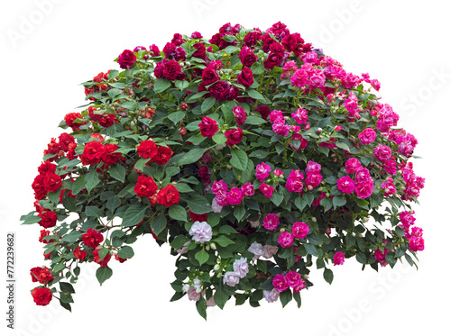 Tropical plant bush shrub red pink flower green tree isolated on white background. This has clipping path.