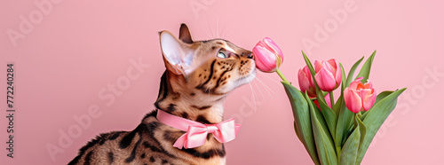 Bengal Cat with Pink Bow and Tulips
 #772240284