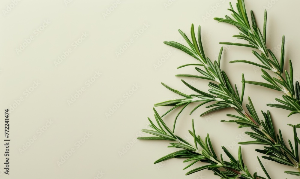 An image of a freshly picked rosemary sprig its needle-like leaves and woody stem set against a bright An image of a freshly picked rosemary sprig its needle-like leaves and woody stem set against a bright