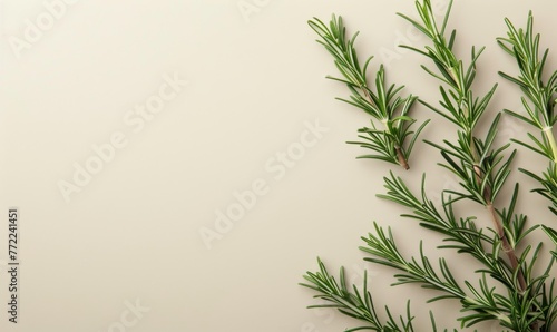 An image of a freshly picked rosemary sprig its needle-like leaves and woody stem set against a bright