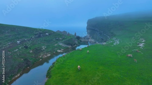 Cows grazing on the cliffs of El Bolao between Cóbreces and Toñanes. Aerial view from a drone. Alfoz de Loredo Municipality. Cantabrian Sea. Cantabria. Spain. Europe