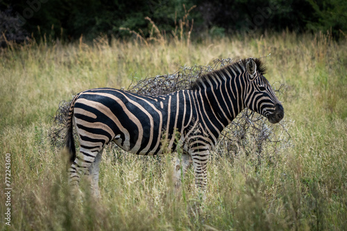 zebra in the grass