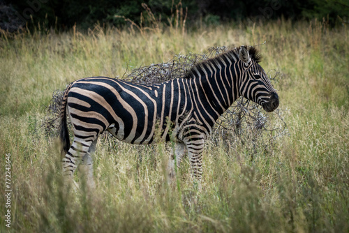 African Zebra © SebastianIgnacio