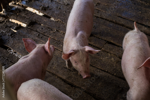 Traditional pig group in livestock farm