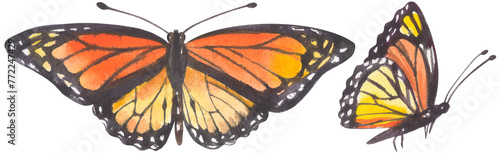 Canvas Print Monarch Butterfly. Watercolor hand drawing painted illustration.