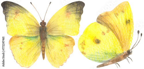 Mimosa Yellow Sulphur Butterfly. Watercolor hand drawing painted illustration. photo