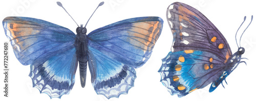 Red-spotted Purple Admiral Butterfly. Watercolor hand drawing painted illustration. photo
