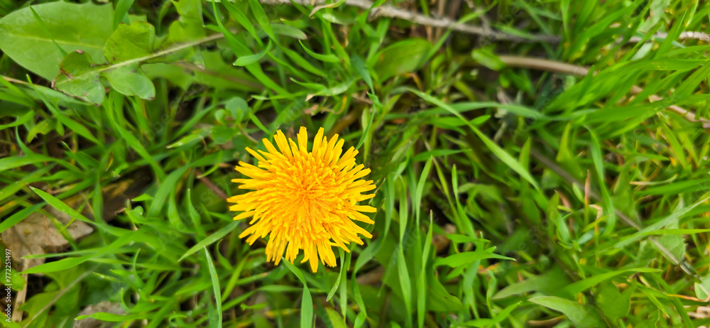 Beautiful spring dandelion flowers Beautiful spring dandelion flowers