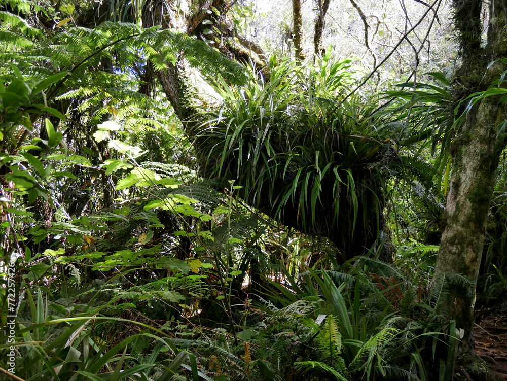 Into the jungle, the dense vegetation of the primary forest of Reunion Into the jungle, the dense vegetation of the primary forest of Reunion
