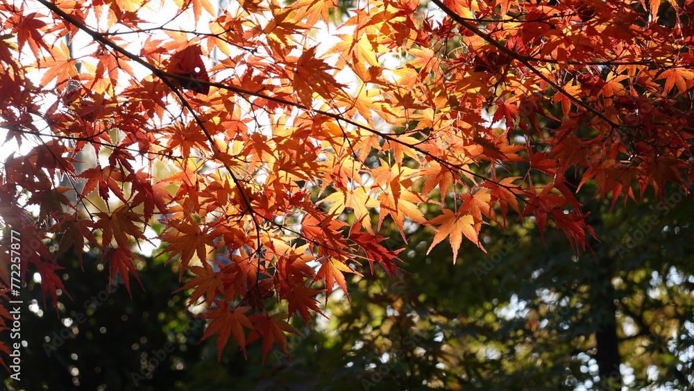 京都の紅葉