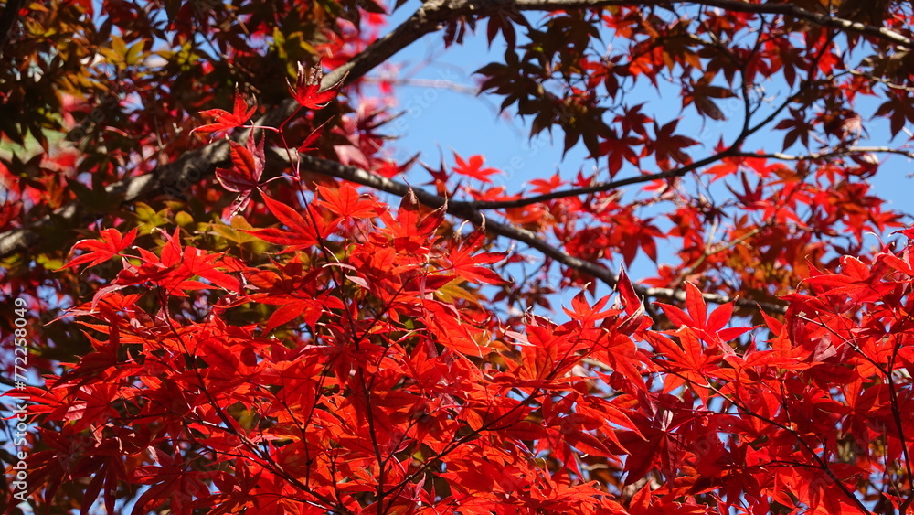 京都の紅葉