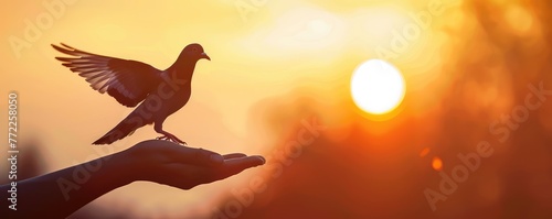 releasing a dove into a golden sunset, a powerful metaphor for peace and freedom photo