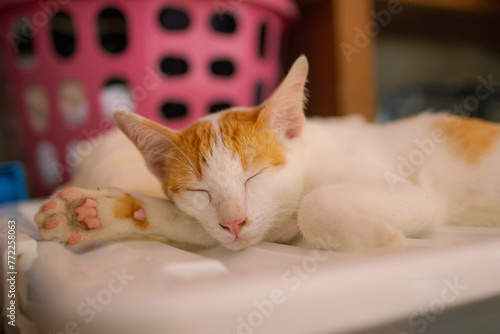 Orange cat sleeping