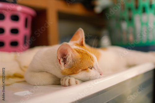 Orange cat sleeping
