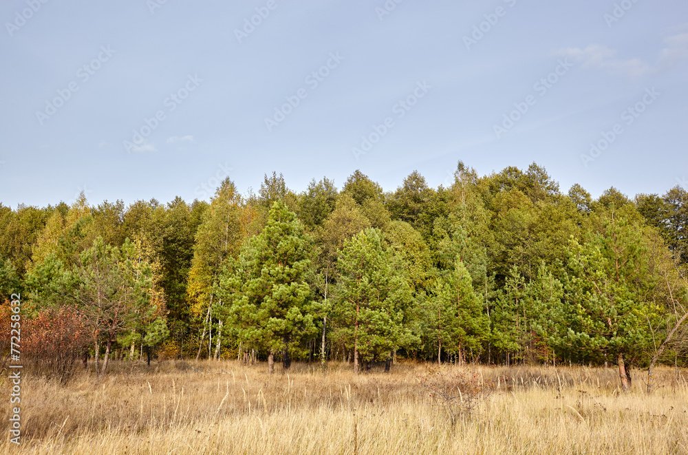 Fototapeta premium Conifer trees in the forest against a blue sky on a sunny day. Beautiful nature landscape