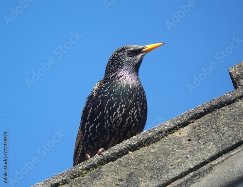 Starling