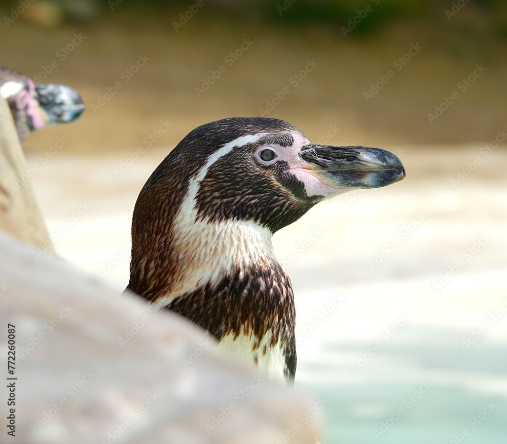 Fototapeta premium Humboldt penguin