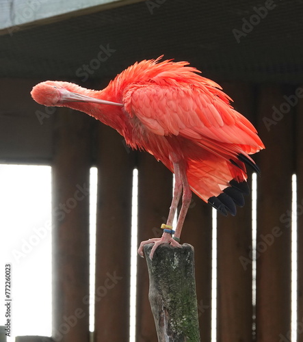 Scarlet ibis