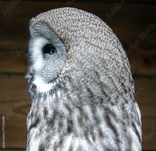 Great grey owl