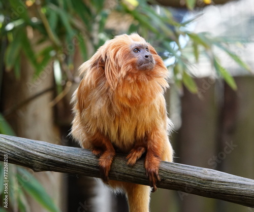 Golden lion tamarin