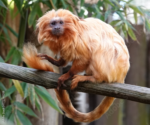 Golden lion tamarin