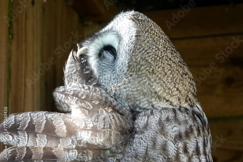 Great grey owl preening photo