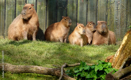 Capybara