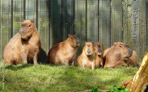 Capybara