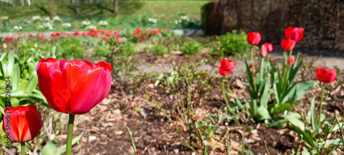 Selective focus shot of Tulipa agenensis plant photo