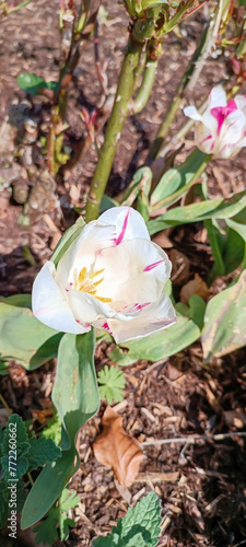 Selective focus shot of Tulipa agenensis plant photo