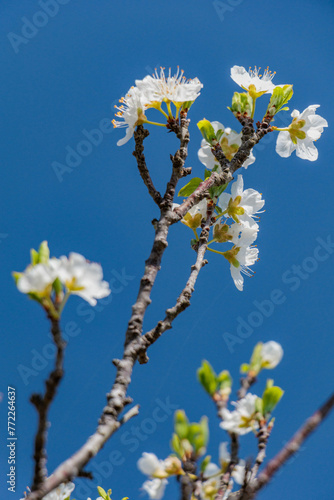 白い桃の花と青空