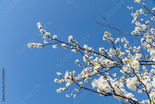 白い桃の花と青空