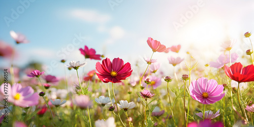 Colorful natural spring landscape with with flowers  Cosmos flower background and blue sky. HD wallpaper
